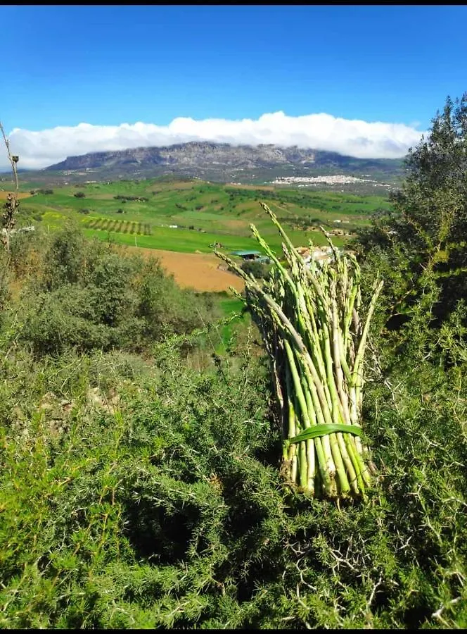 Casa Rural Los Alcaidejos Con Piscina Málaga Spagna